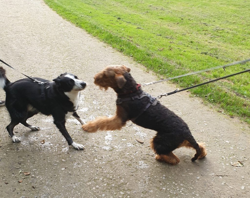 Neuer Freund